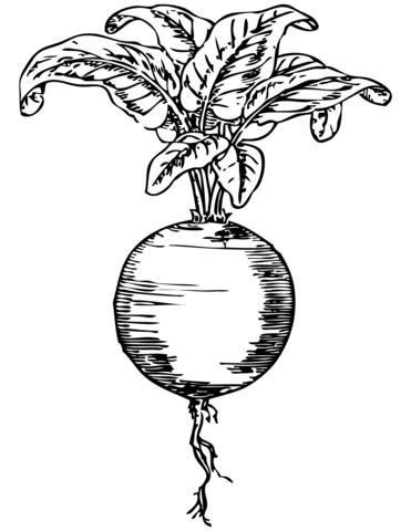 Beetroot Illustration Coloring Page